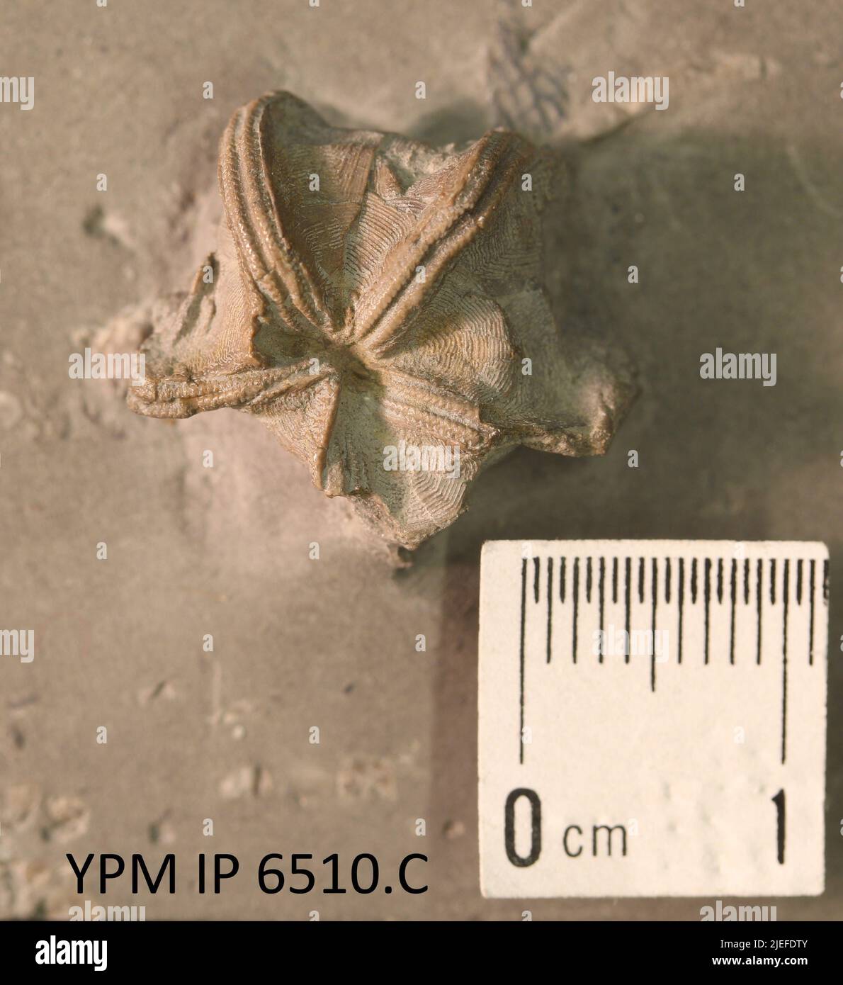 Granatocrinus granulosus. Banque D'Images