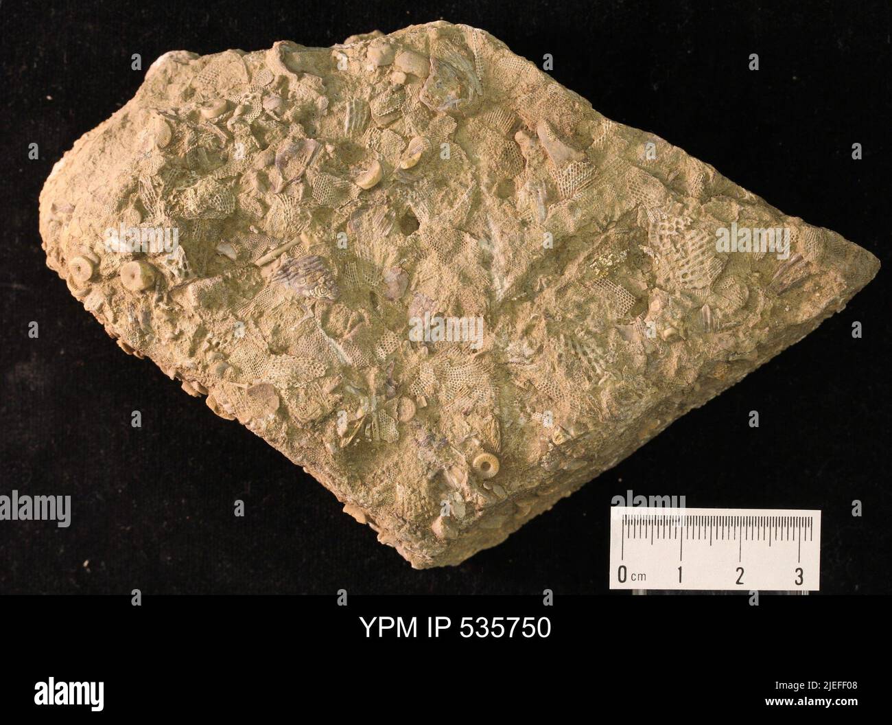 Fenestellidae; fragments de crinoïdes et. Banque D'Images