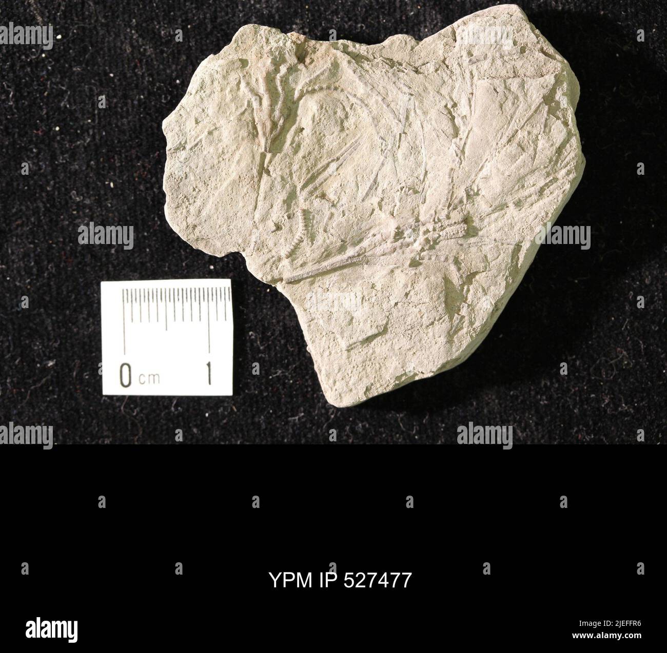 Iocrinus sp. Banque D'Images