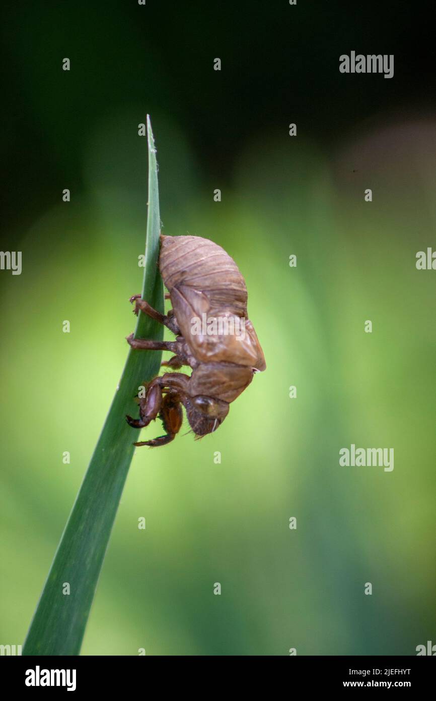 Peau de la cigale Banque D'Images