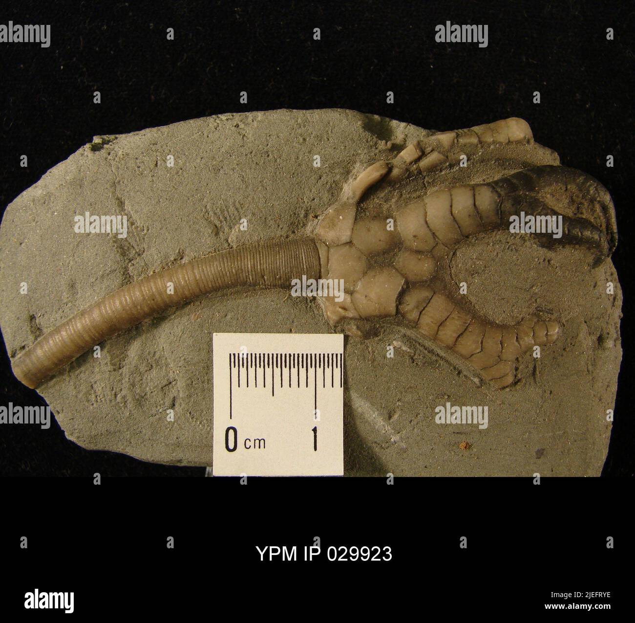 Onychocrinus exsculptus Lyon & Casseday. Banque D'Images