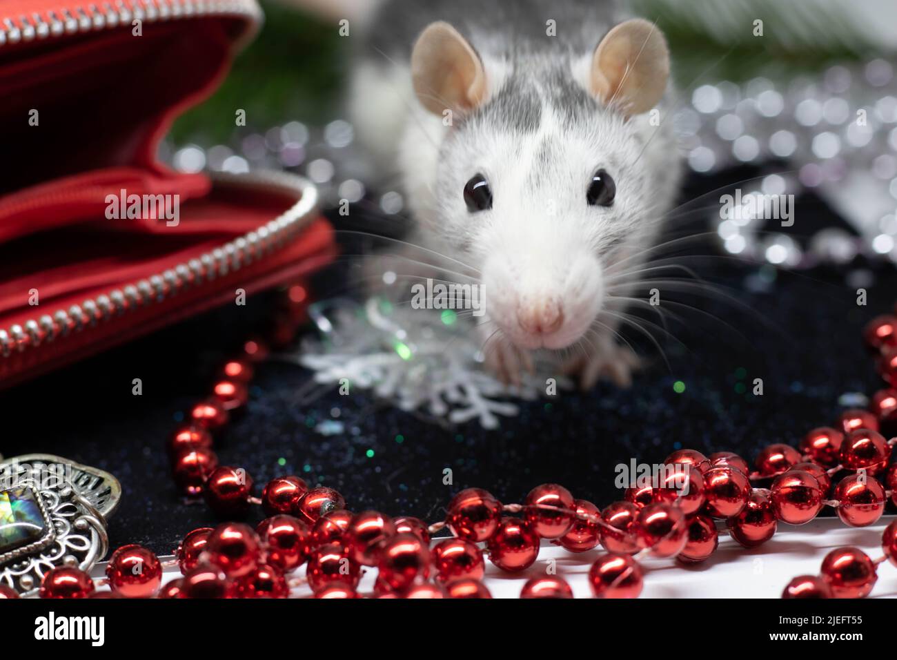 Gros plan d'un rat regarde hors de son refuge, symbole de 2020 argent domestique Banque D'Images
