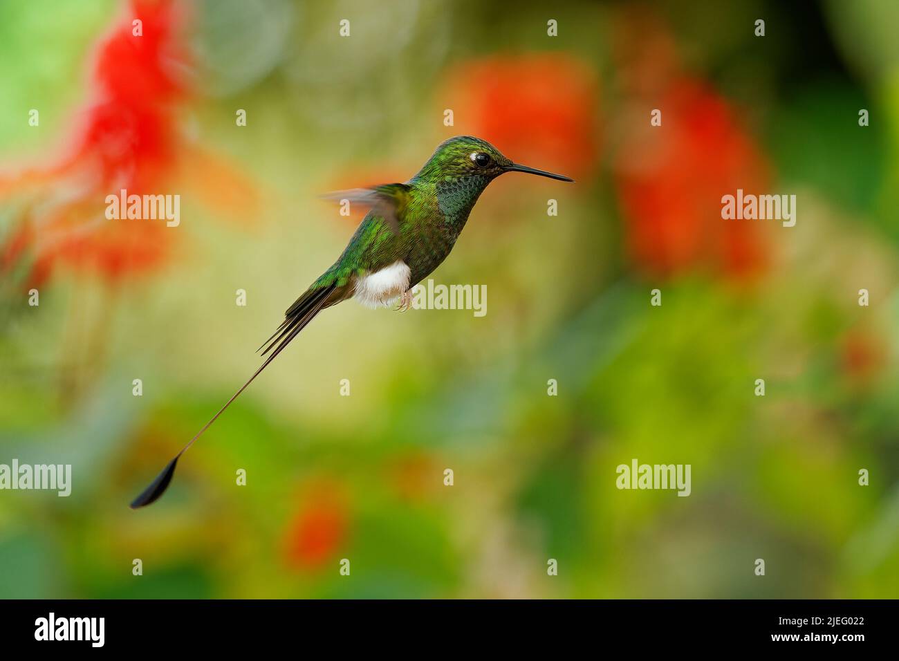 Queue de raquette à démarrage blanc - Ocreatus underwoodii oiseau vert d'colibri dans les brillants, tribu Heliantheini à Lesbiinae, trouvé en Colombie, Ecuad Banque D'Images