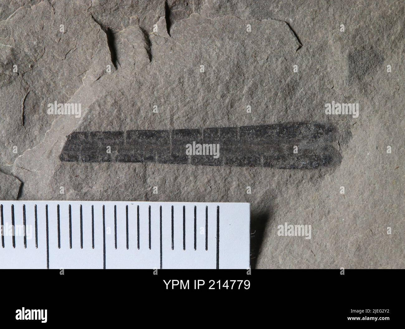 Pterygotus (Acutiramus) macrophthalmus (Hall). Banque D'Images
