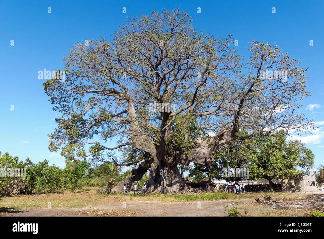Arbre de baobab (adansonia digitata), l'arbre sacré de Fadial, Sénégal, Afrique. Il a 850 ans et il est assez grand pour que des dizaines de personnes s'y asseyent. Banque D'Images