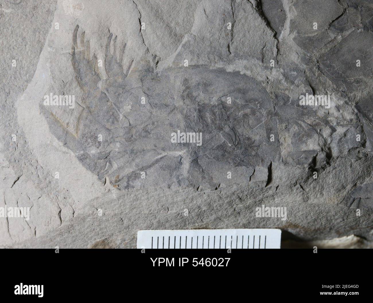 Pterygotus sp. Banque D'Images