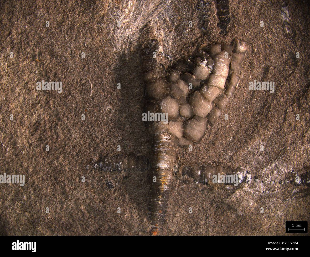 Lasiocrinus scoparius (salle). Banque D'Images