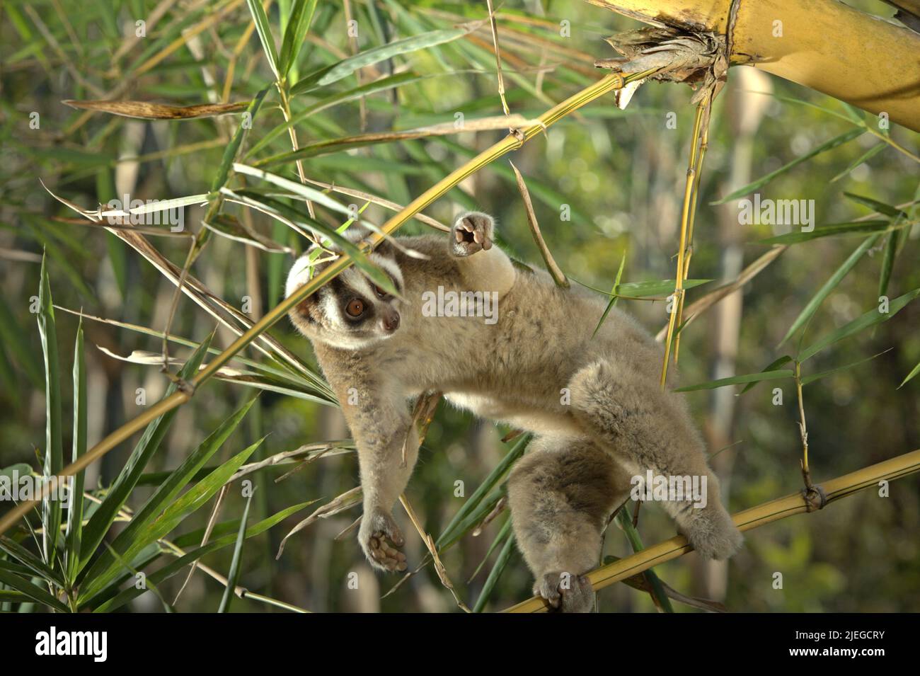 Un loris sauvage Javan lent (Nycticebus javanicus), primate nocturne en danger critique d'extinction endémique à l'île de Java, est photographié à la lumière du jour dans un environnement contrôlé à son habitat naturel à Sumedang, dans l'ouest de Java, en Indonésie. L'espèce est menacée en raison du trafic d'espèces sauvages et de la perte d'habitats. L'Union internationale pour la conservation de la nature (UICN) énumère les loris lents javan comme étant en danger critique — à un pas seulement de l'extinction — dans leur liste rouge des espèces menacées. Banque D'Images