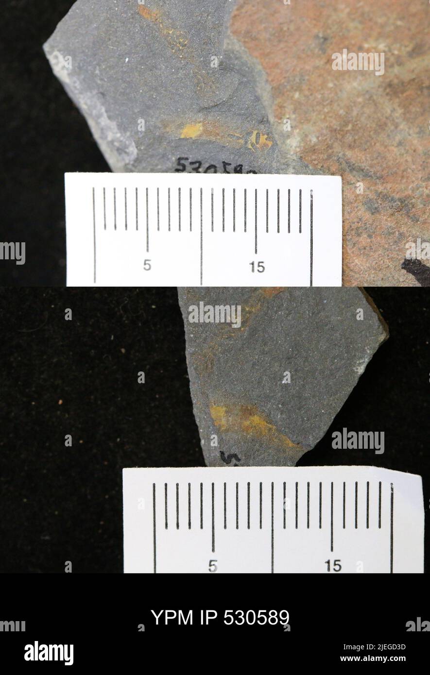 Annelida. Banque D'Images