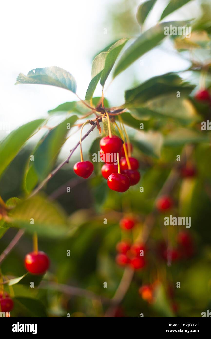 cerise mûre sur une branche Banque D'Images