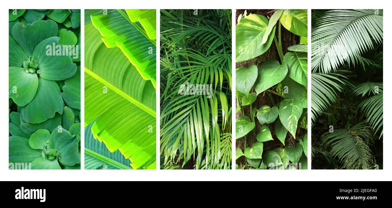 Banderoles verticales avec feuillage tropical luxuriant. Plantes tropicales avec feuilles vertes dans un jardin exotique. Arrière-plans naturels avec espace de copie pour le texte Banque D'Images