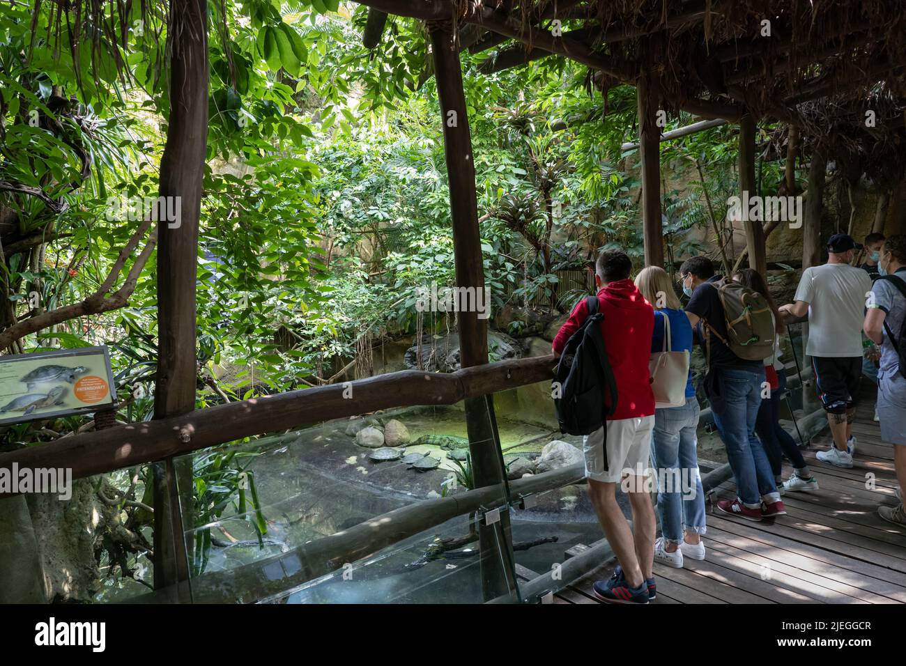 Berlin, Allemagne - 3 août 2021: Les gens, les touristes regardant les tortues à l'Aquarium de Berlin jardin zoologique (Allemand: Jardin zoologique de Berlin). Banque D'Images