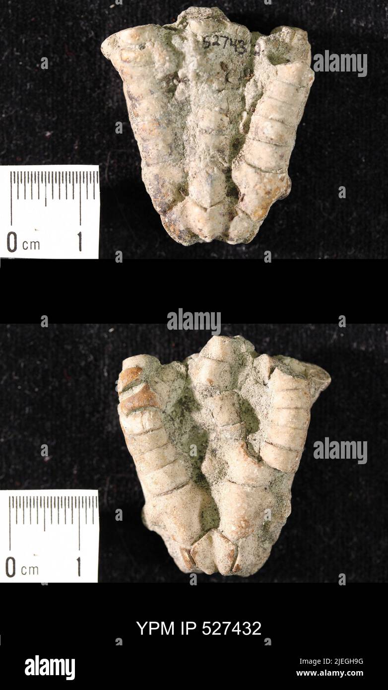Iocrinus subcrassus (Meek & Worthen, 1865). Banque D'Images