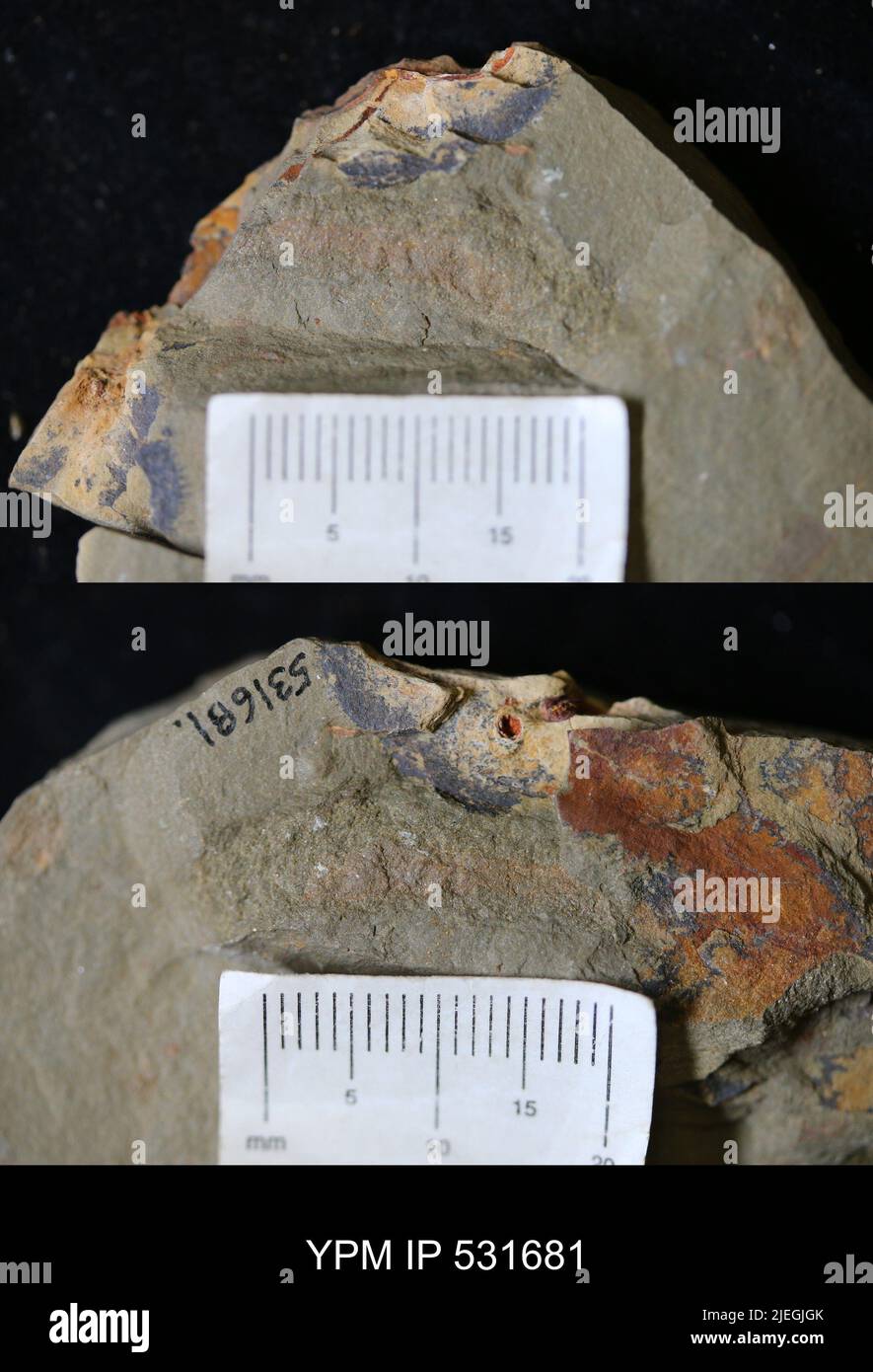 Annelida. Banque D'Images