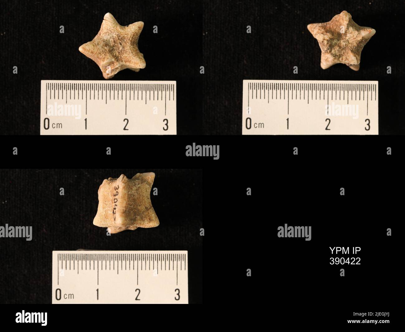 Timoroblastus coronatus Wanner. Banque D'Images