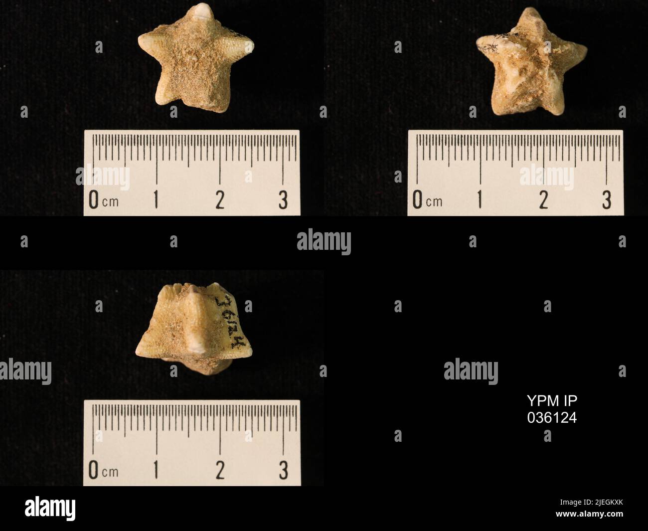 Timoroblastus coronatus Wanner. Banque D'Images
