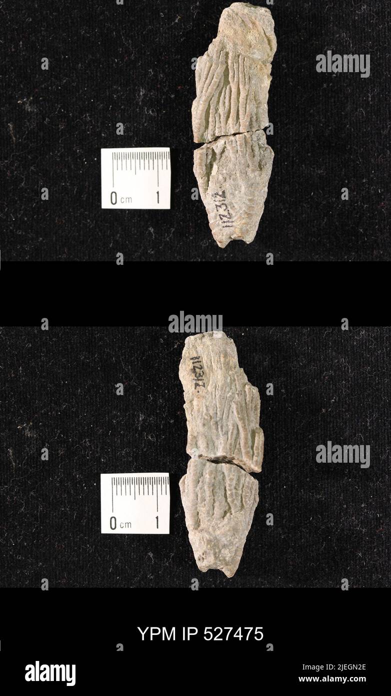 Iocrinus subcrassus (Meek & Worthen, 1865). Banque D'Images