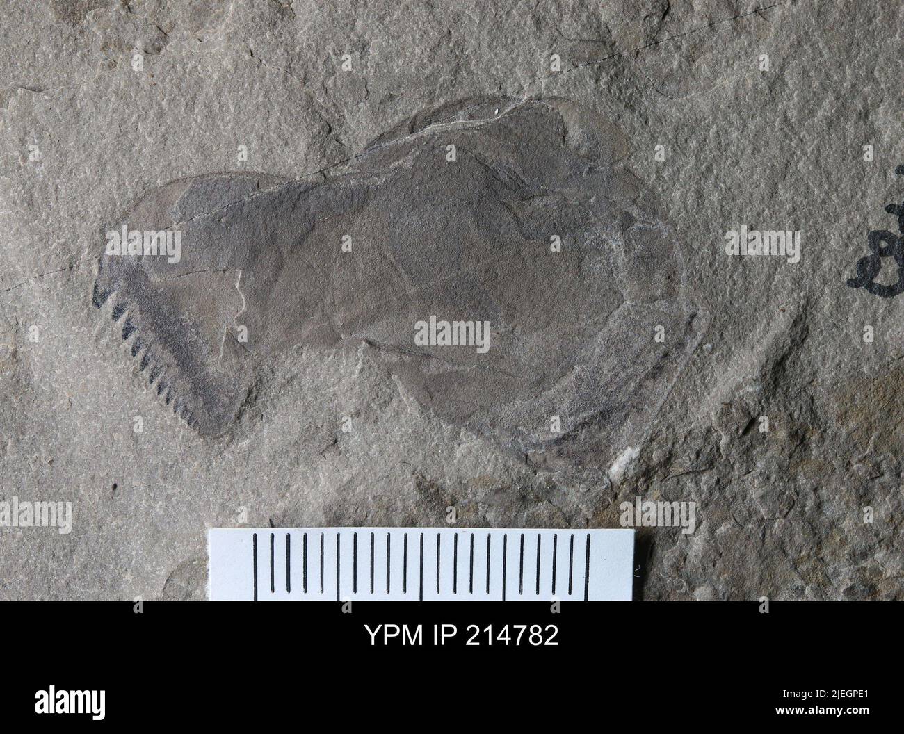 Pterygotus (Acutiramus) macrophthalmus (Hall). Banque D'Images