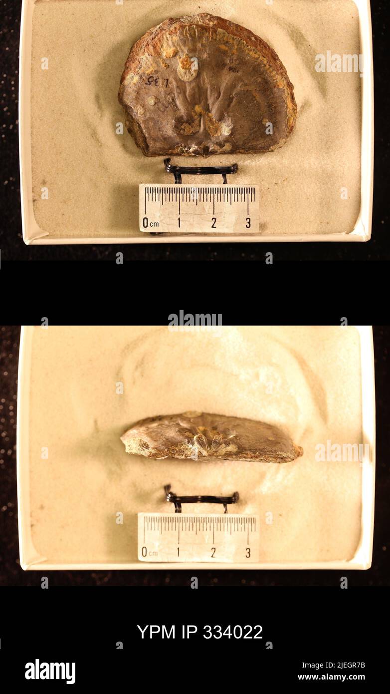 Rafinesquina deltoidea (Conrad, 1839). Banque D'Images