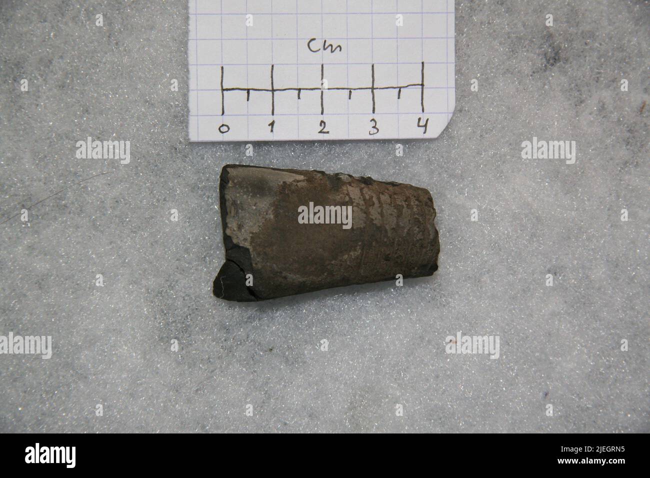 Nautiloidea. Banque D'Images