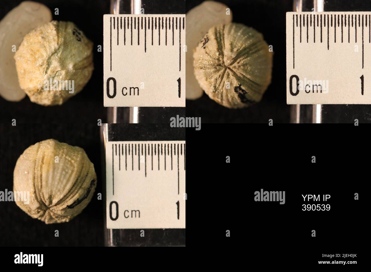 Schizoblastus sp. Banque D'Images