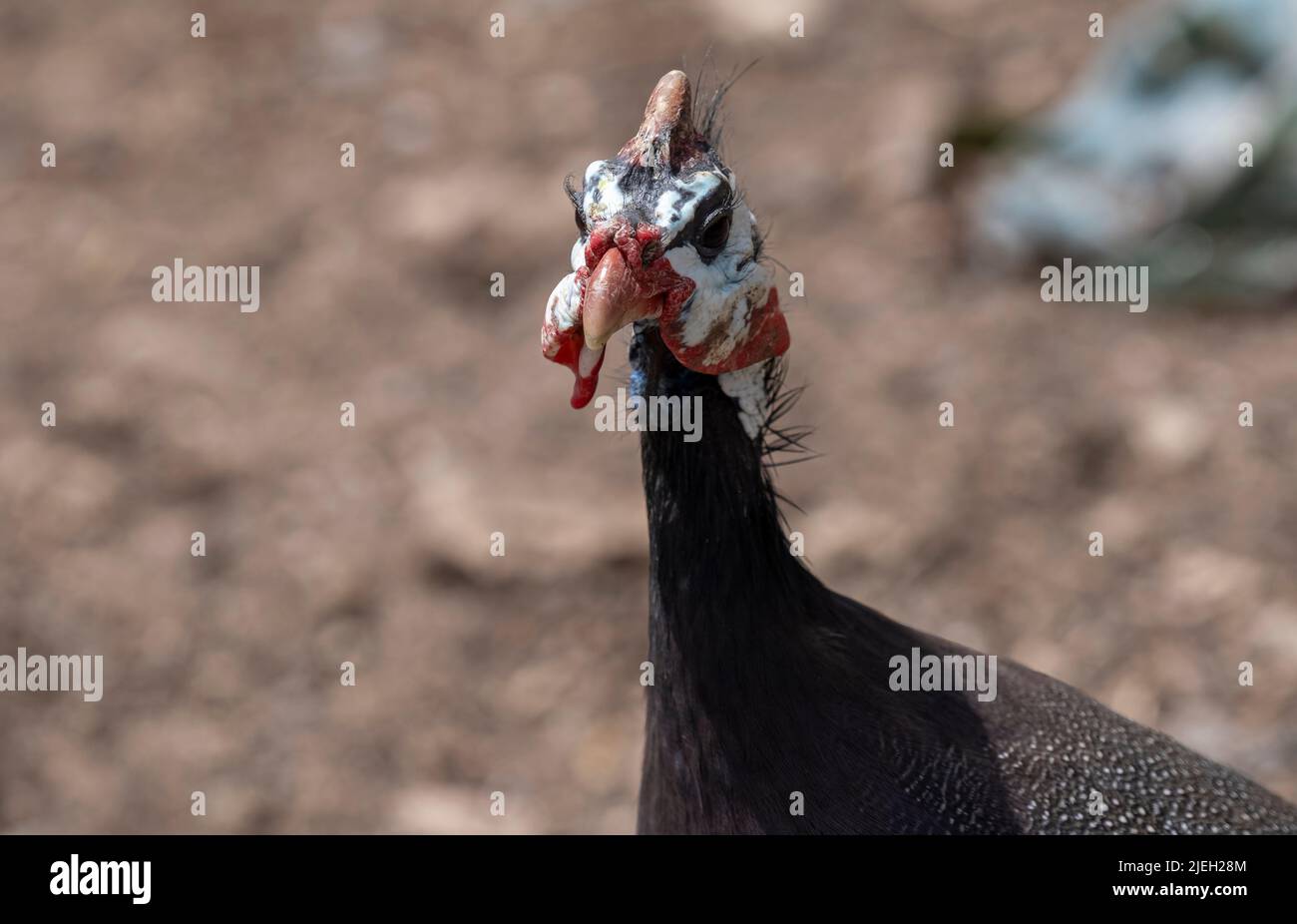 Image du poulet perse ou de la pintade prise avec un foyer sélectif. Banque D'Images
