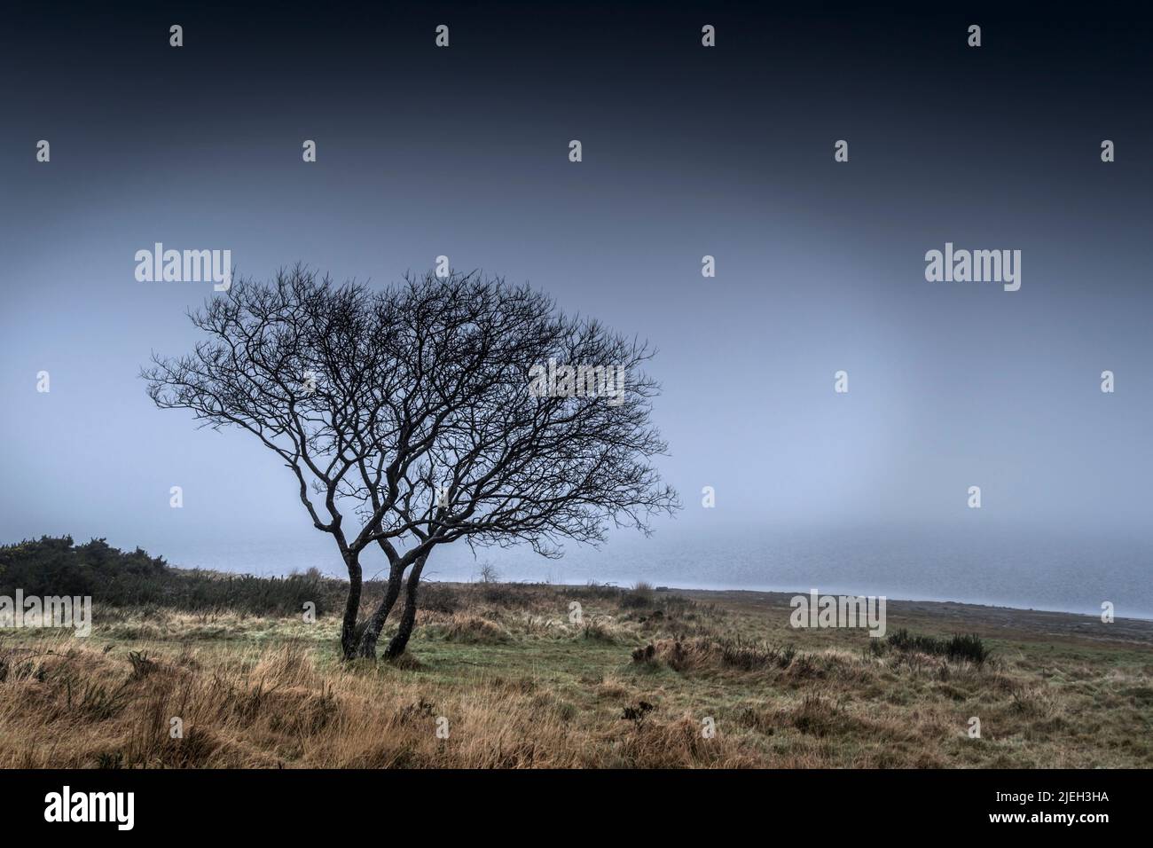 Un arbre isolé qui pousse sur la rive sombre et brumeuse du lac Colliford, sur la Moor Bodmin, dans les Cornouailles. Banque D'Images