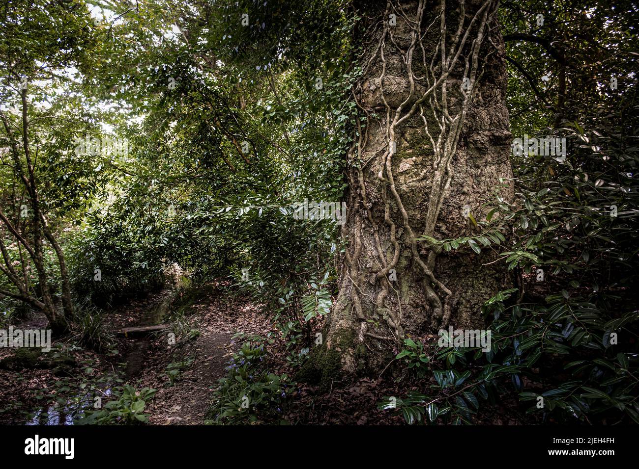 Le jardin sauvage subtropical Penjjick à Cornwall. Penjerrick Garden est reconnu comme le véritable jardin de la jungle de Cornmuls en Angleterre au Royaume-Uni. Banque D'Images