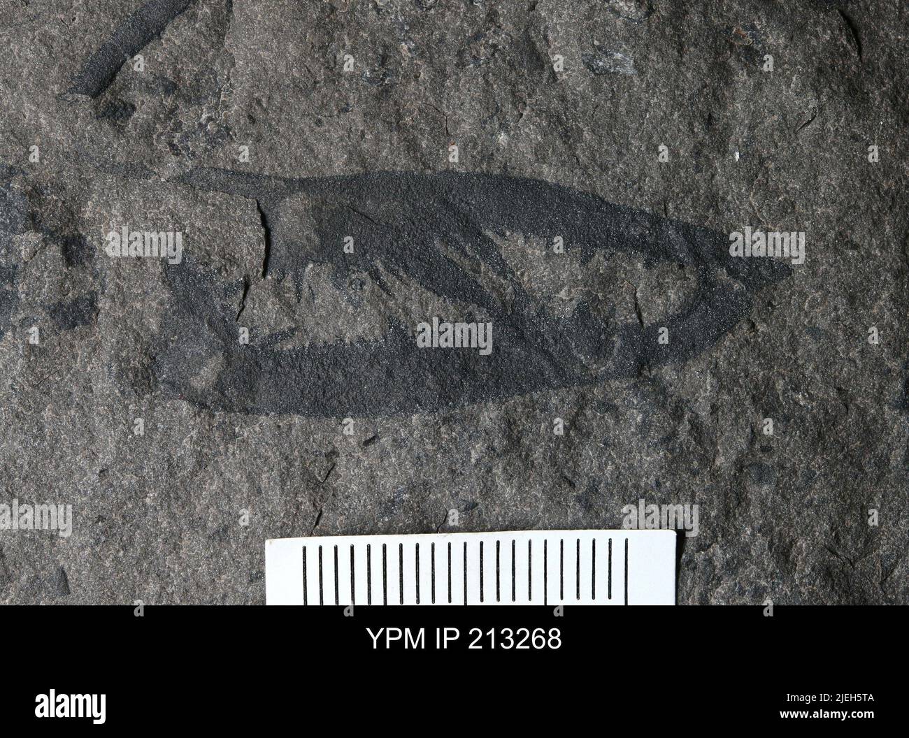 Pterygotus (Acutiramus) sp. Banque D'Images