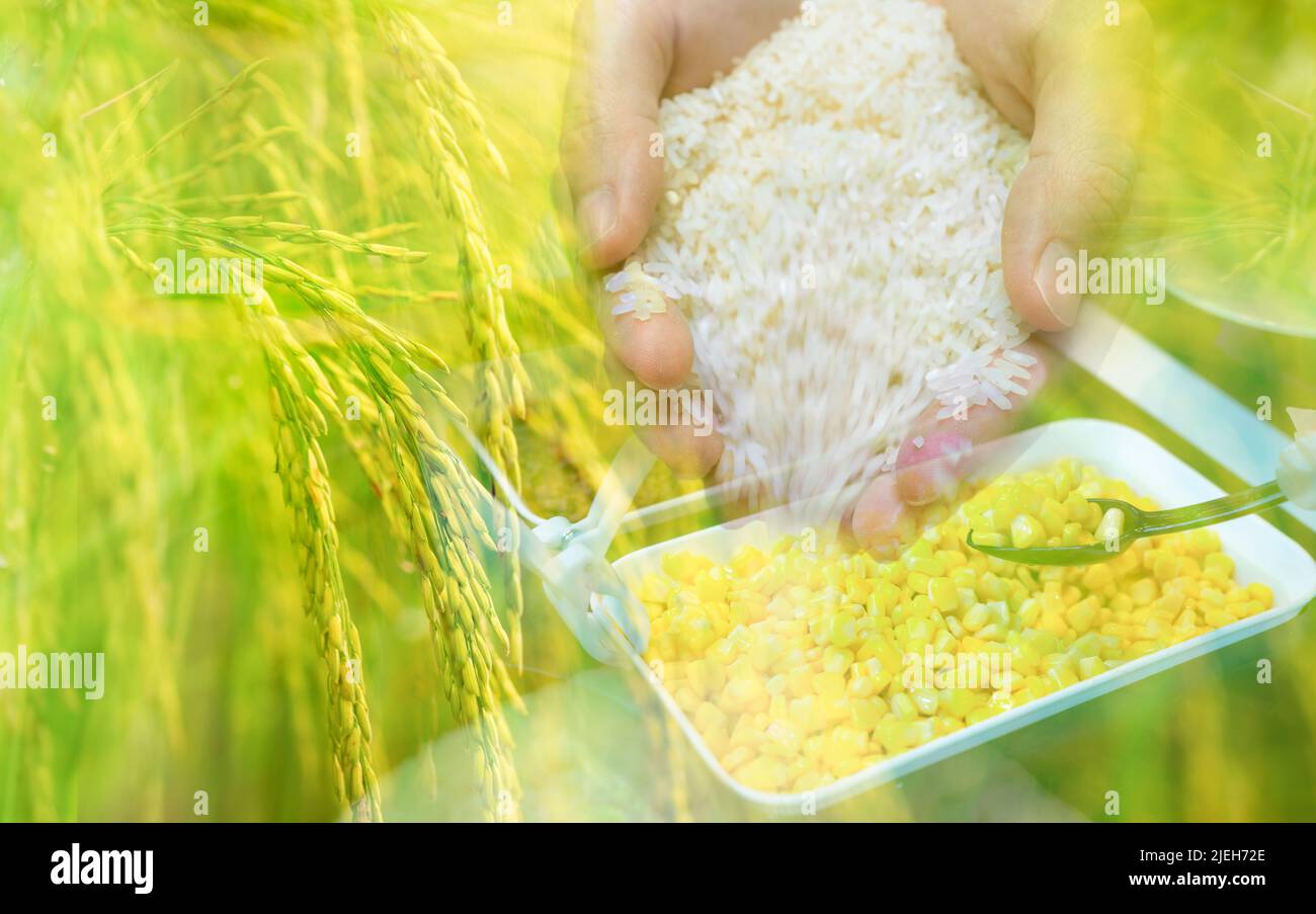 Main tenant le riz, le paddy field, et la cuillère noire cuiller le maïs jaune doux du bol blanc. Concept de crise alimentaire mondiale. Aliments biologiques. Importation de produits alimentaires Banque D'Images