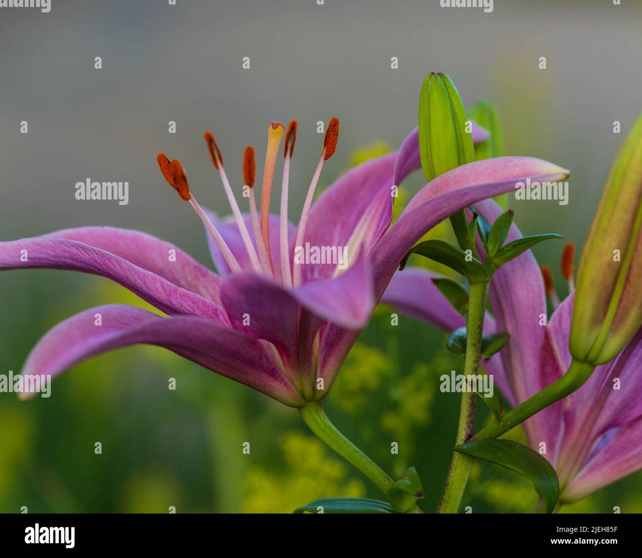 dernière nénuphars rose à ouvrir dans le jardin à l'avant Banque D'Images