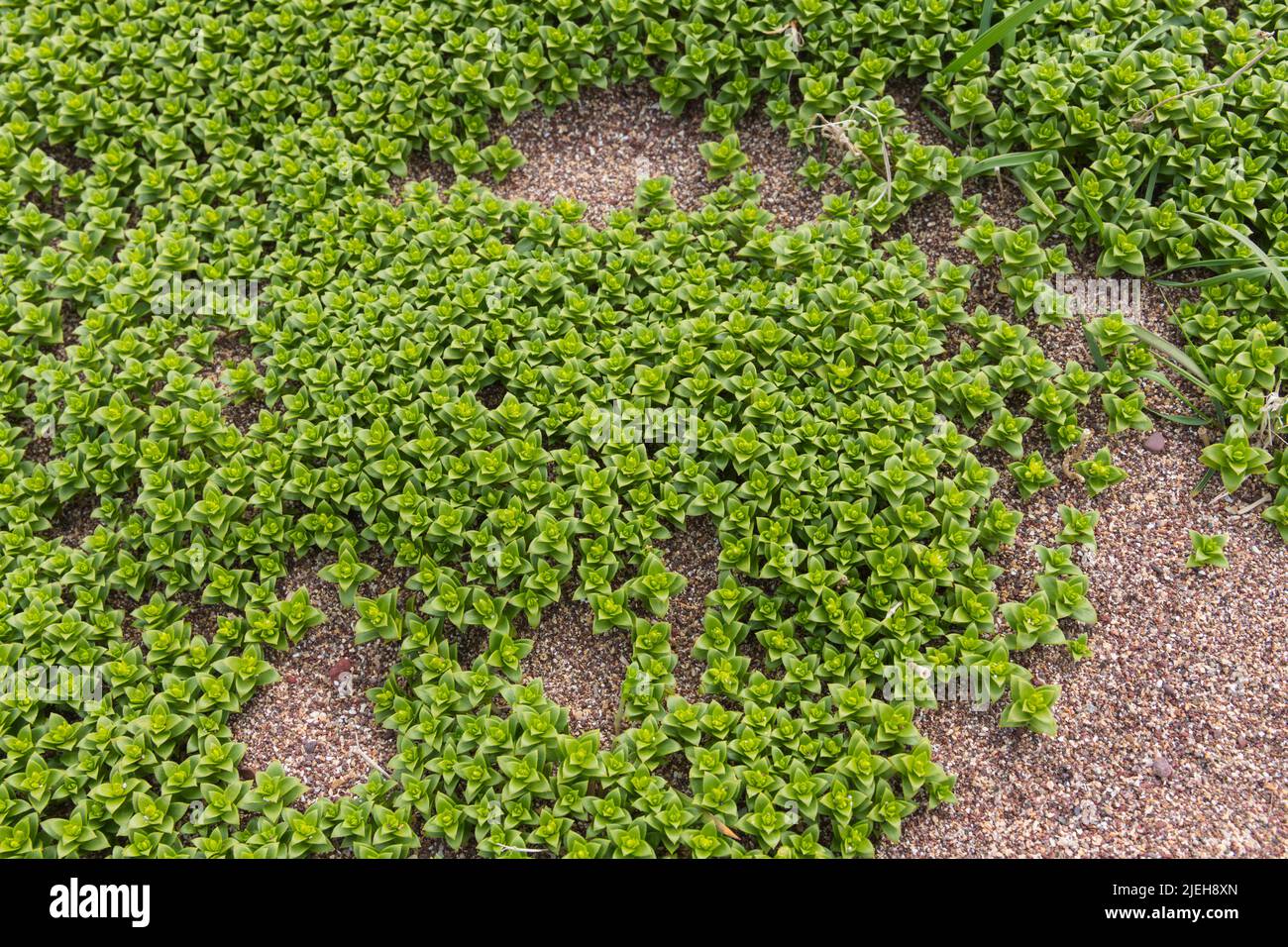 Sea Sandwort, Honckenya peploides, succulente fleur sauvage, côte du Berwickshire, Écosse Banque D'Images