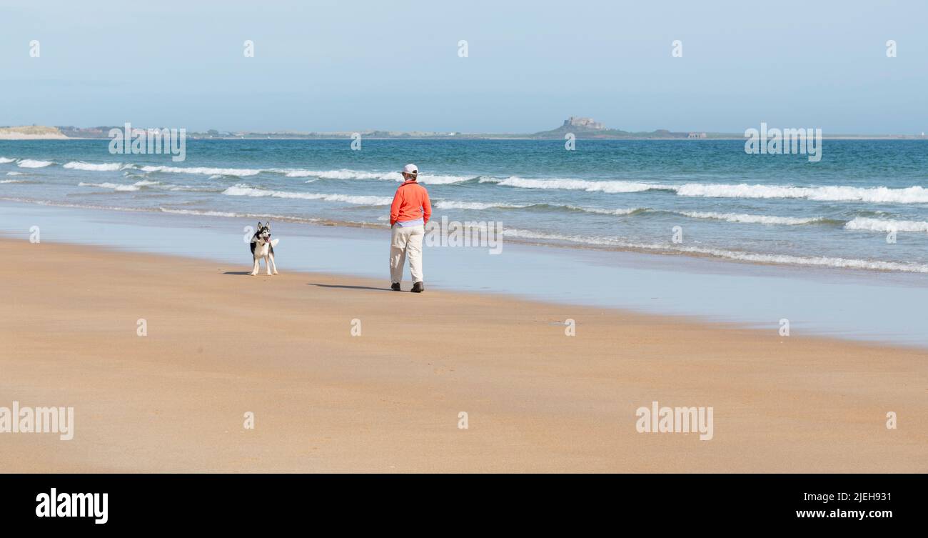 Femme marchant son chien Border Collie le long de la plage déserte de Ross Sands, Northumberland, Angleterre Banque D'Images