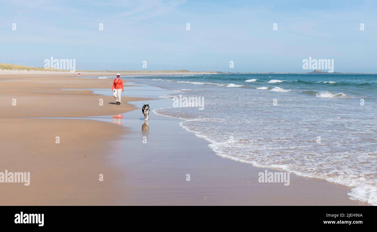 Femme marchant son chien Border Collie le long de la plage déserte de Ross Sands, Northumberland, Angleterre Banque D'Images