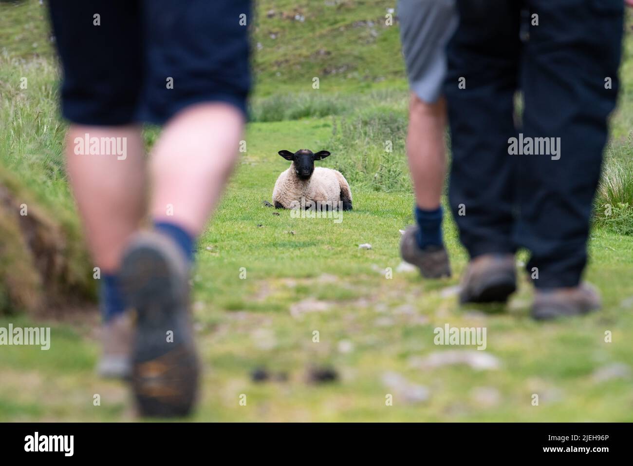 Groupe de randonneurs mâles sur un sentier herbeux marchant vers le sentier de blocage des moutons - Peak District, Angleterre, Royaume-Uni Banque D'Images