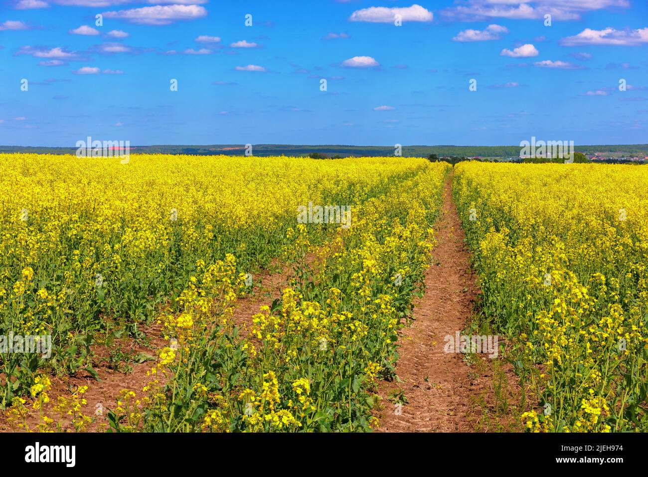 Champ de colza jaune en fleurs avec jauge de tracteur et ciel bleu avec nuages blancs, technique de superposition de mise au point Banque D'Images