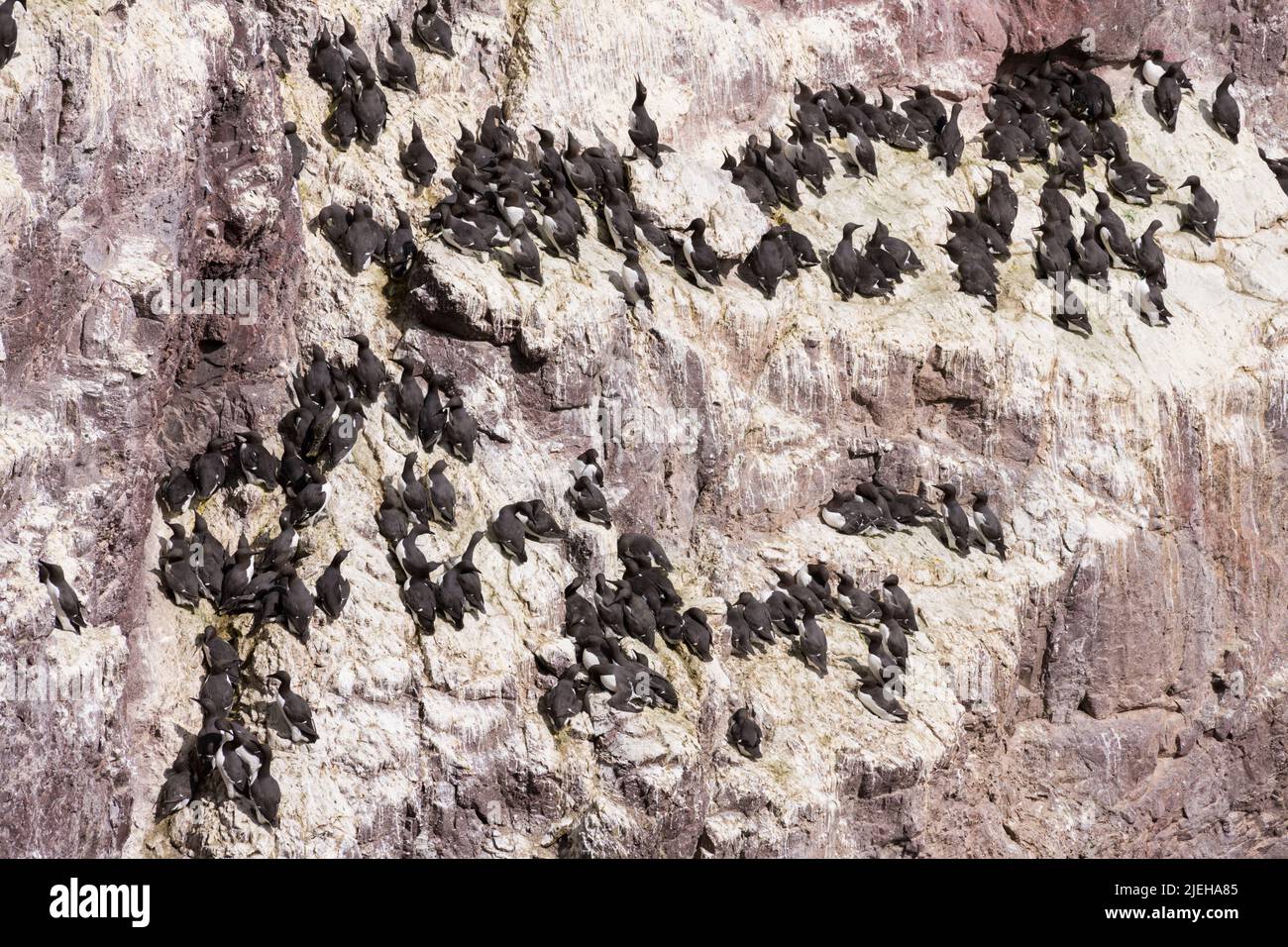 Guillemots, Uria aalge, nichant des oiseaux de mer sur les falaises de St Abbs Head, Berwickshire, Écosse Banque D'Images