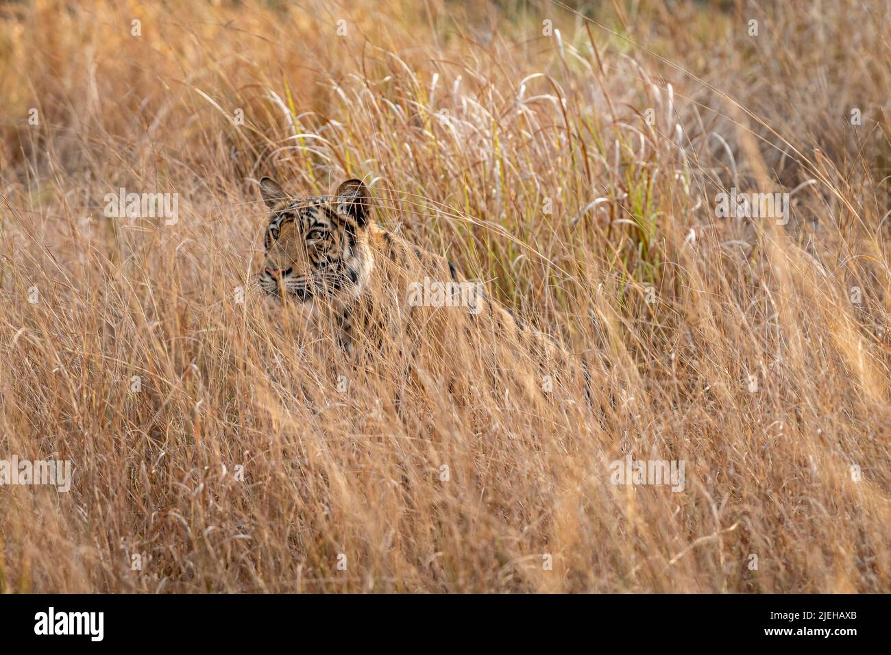 Femelle sauvage indienne tigre du bengale ou panthera tigris tigris camouflage dans l'herbe à bandhavgarh parc national forêt madhya pradesh inde asie Banque D'Images