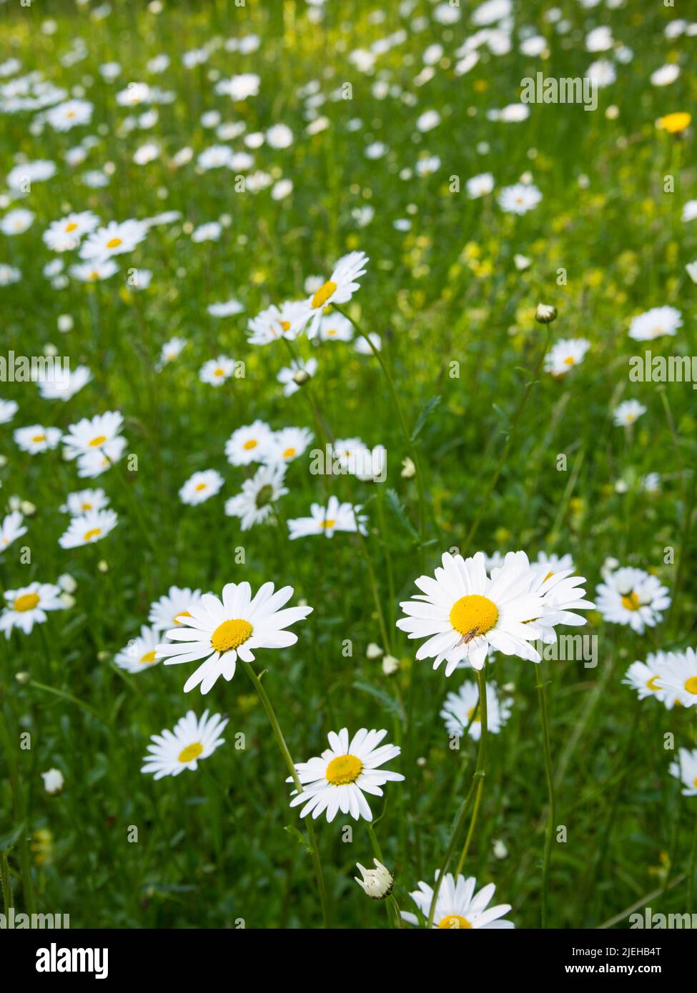 Oxeye Daisy, Leucanthemum vulgare, dans un pré de fleurs sauvages, Dumfries & Galloway, Écosse Banque D'Images