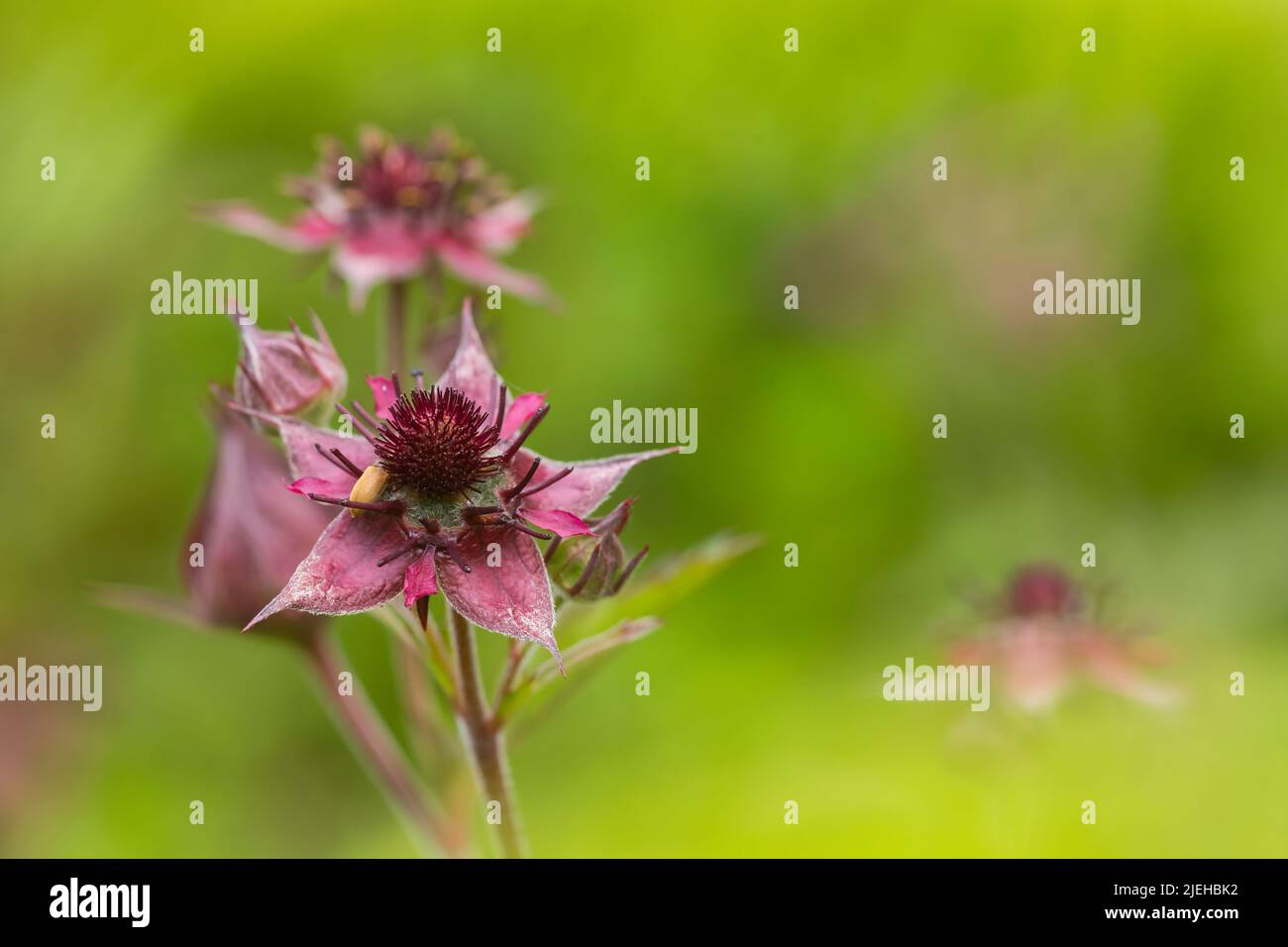 Marsh Cinqfoil, Comarum palustre, fleurs sauvages dans l'étang / zone humide, Dumfries & Galloway, Écosse Banque D'Images