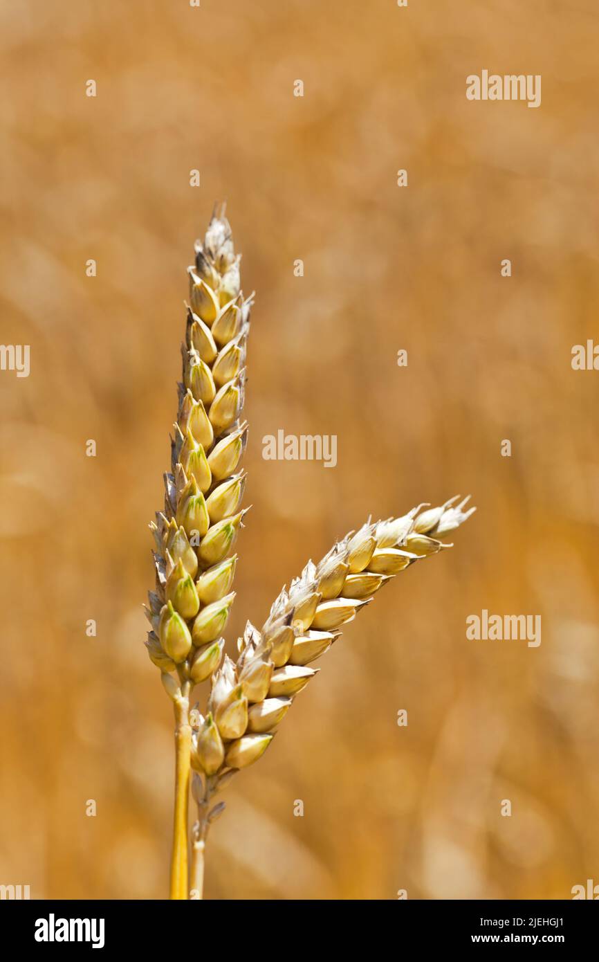 Ähren von auf einem Weizen Getreidefeld Bauern und im Sommer. Banque D'Images