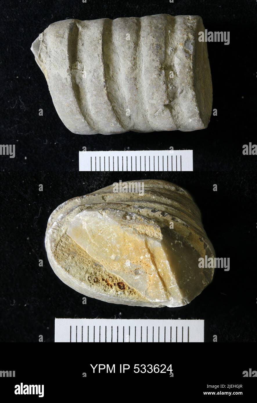 Platycrinites sp. Banque D'Images