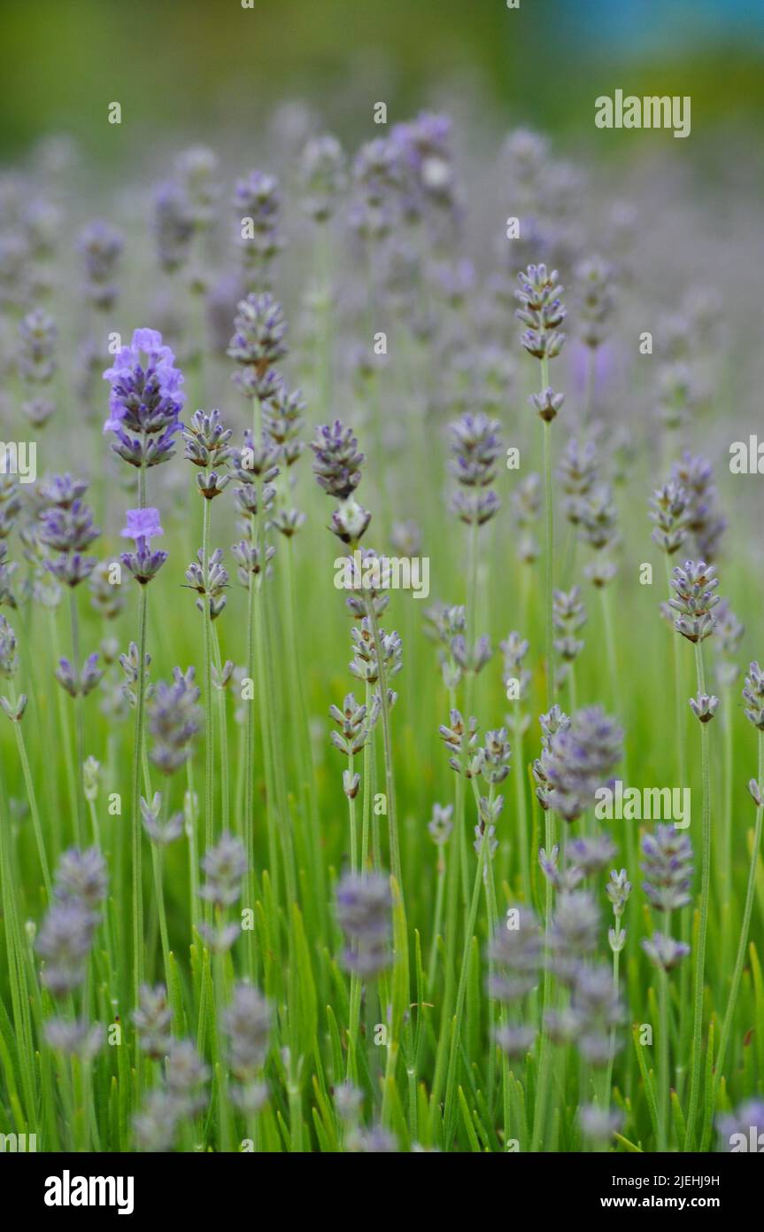 Lavande poussant dans les champs de Yorkshire Lavender, Terrington, North Yorkshire - Angleterre Banque D'Images
