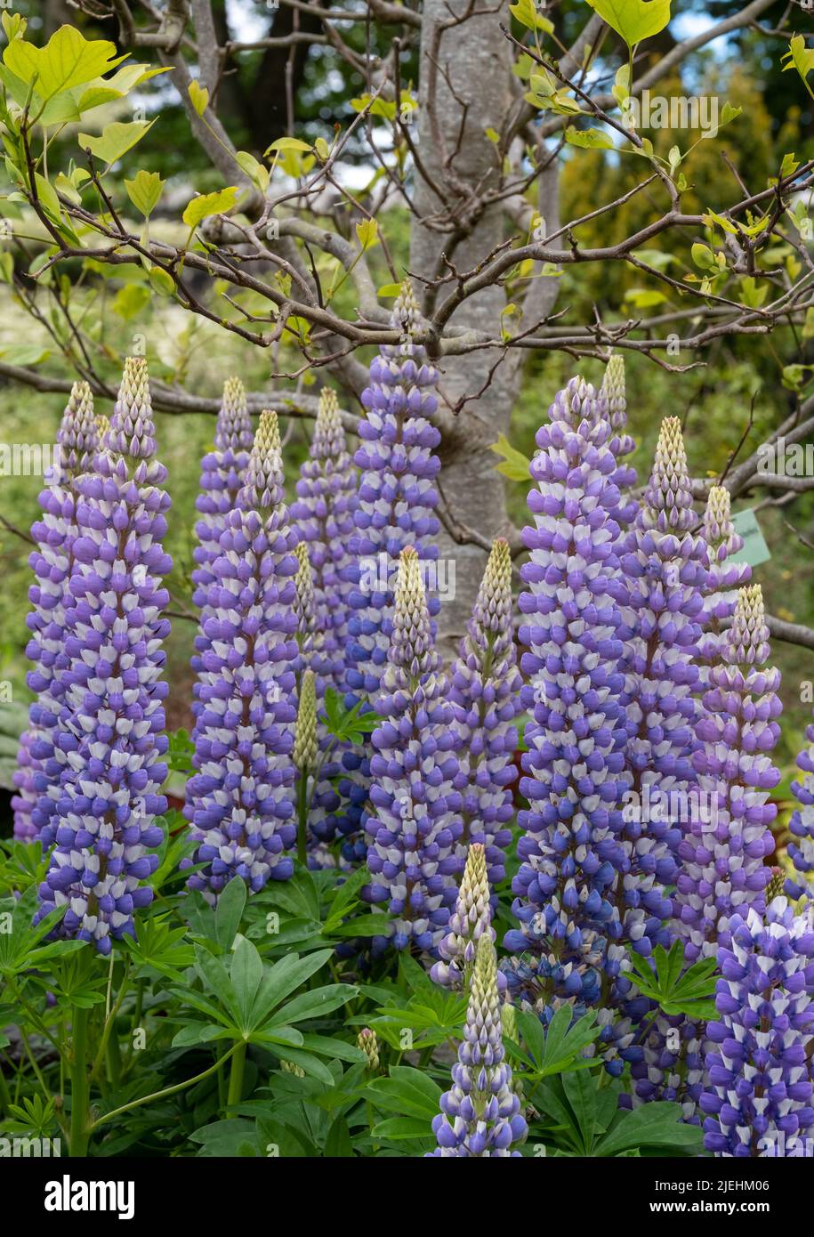 Grappe de superbes fleurs de lupin violet, photographiées dans le jardin du château de Dunvegan, île de Skye, Écosse, Royaume-Uni Banque D'Images