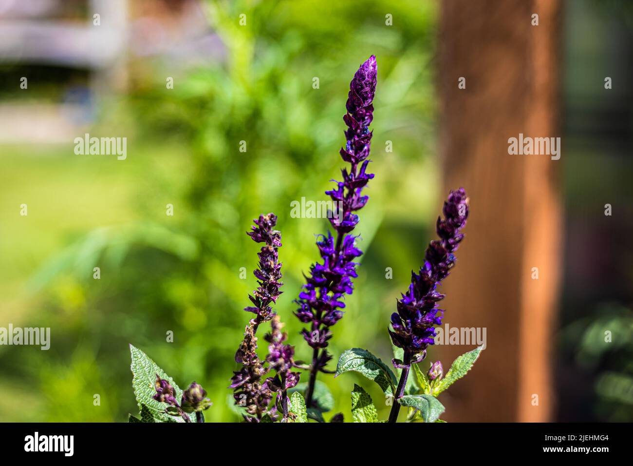 Salvia nemorosa 'Salvatore Blue' Flower Spikes, de la famille Lamiaceae Bristol, Royaume-Uni Banque D'Images