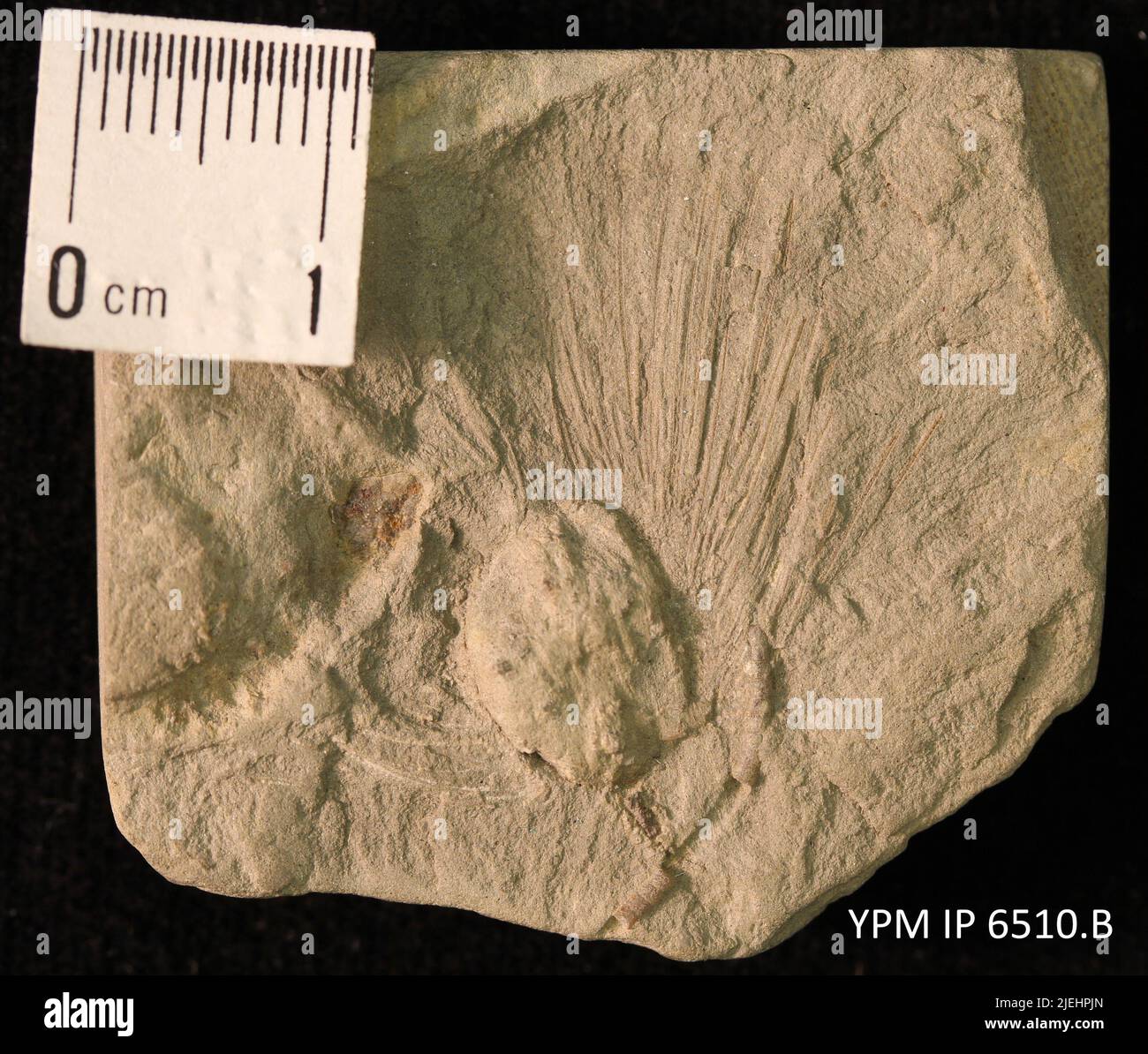 Granatocrinus granulosus. Banque D'Images