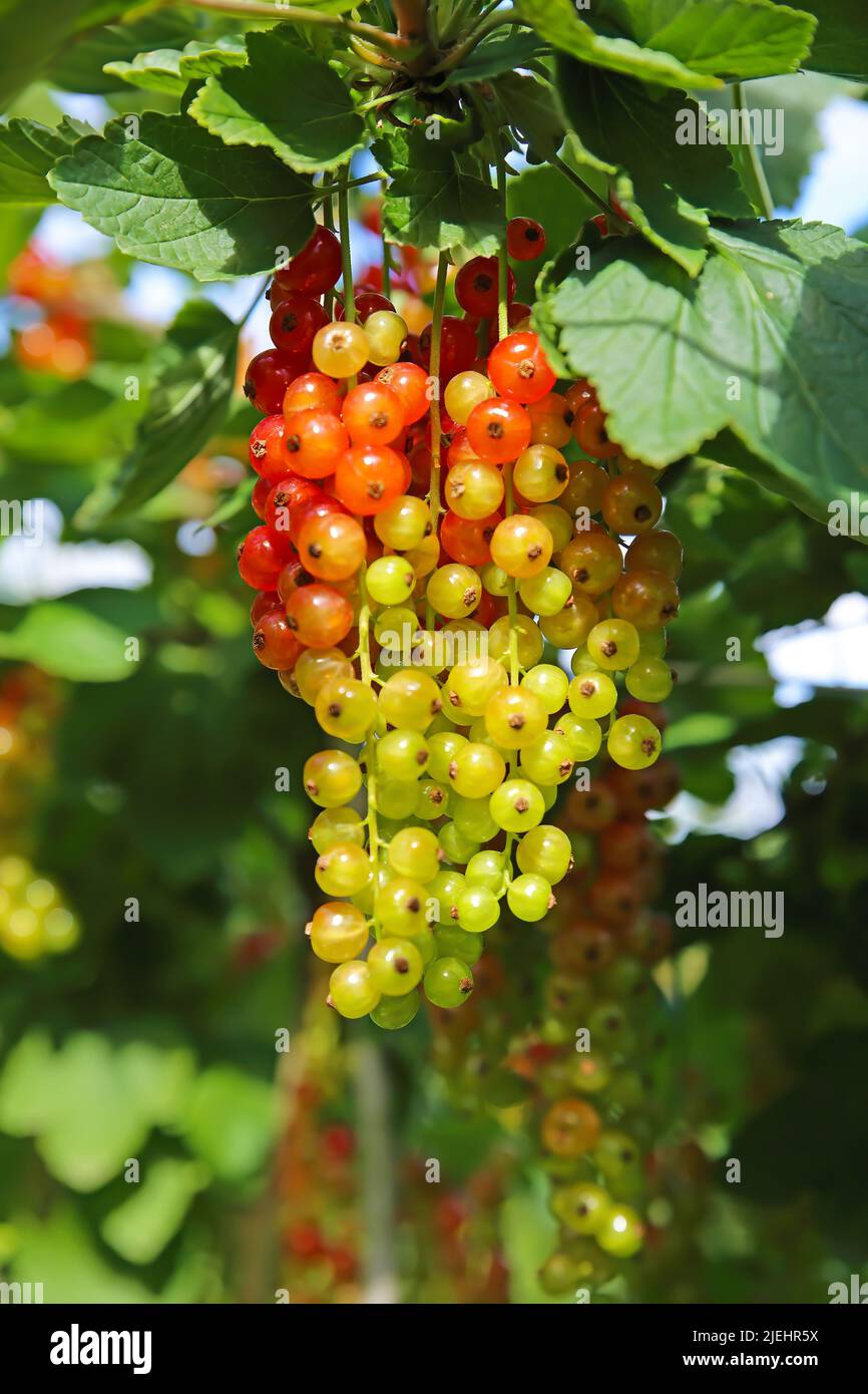Différents degrés de mûres de baies - gros plan de petits pains isolés de raisins rouges non mûrs et presque mûrs (ribes rubrum) dans l'arbuste vert - Allemagne Banque D'Images