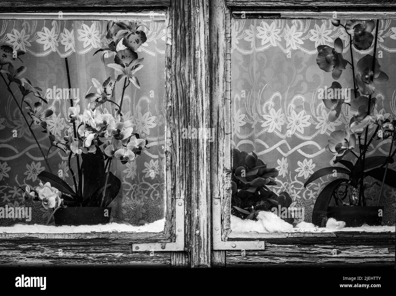 Fleurs d'orchidées dans une fenêtre en bois de l'ancienne maison de campagne, image monochrome Banque D'Images