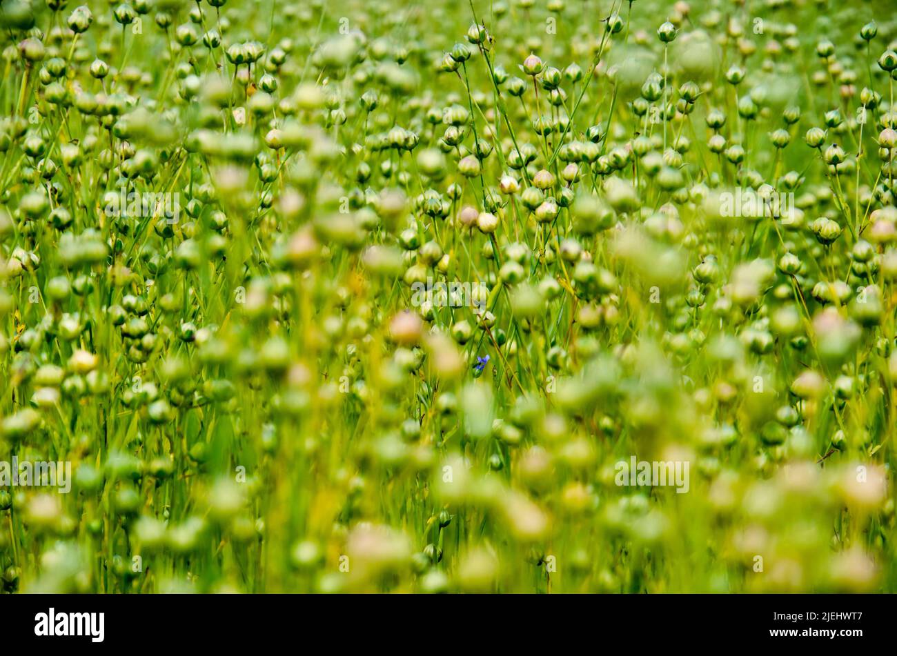 Image sélective d'un champ de lin au début de l'été dans la région de Noordwaard aux pays-Bas Banque D'Images