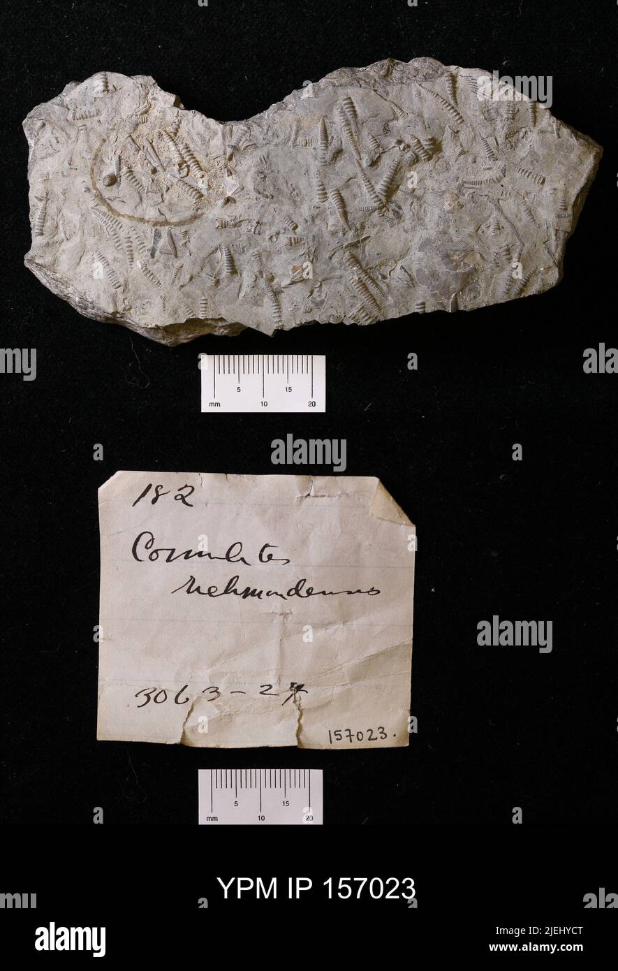 Cornulites richmondensis (Miller, 1874). Banque D'Images